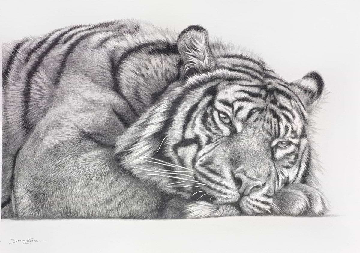 Tiger At Rest