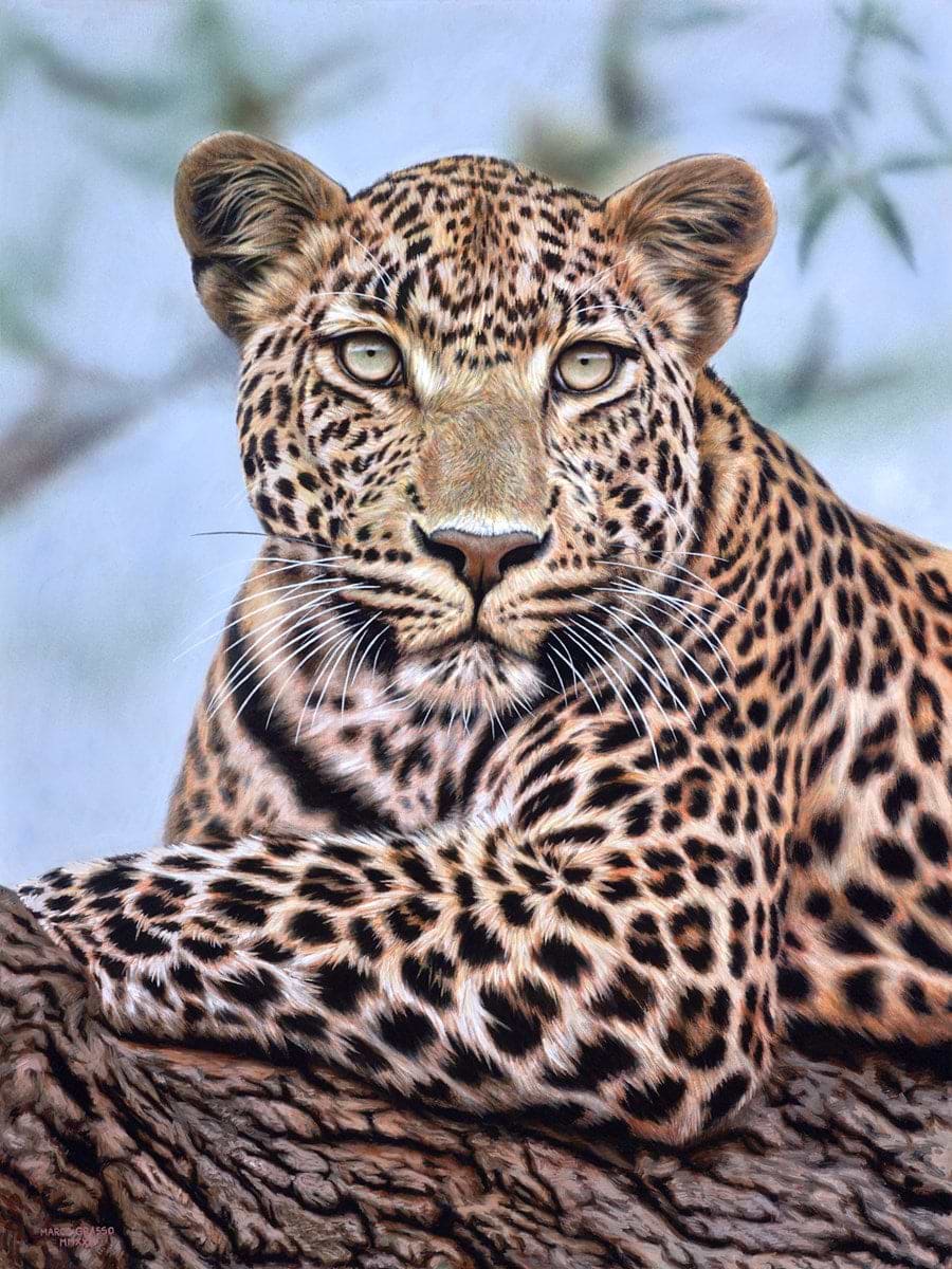 Leopard