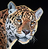 Jungle Hunter