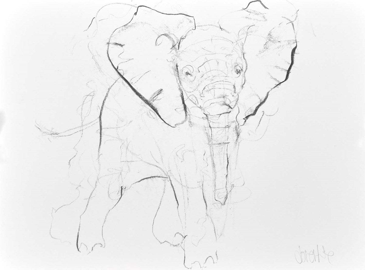 Elephant Study XI