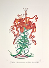 Lilium aurancacium et labra barocantia