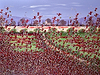 Poppies and Bluebells II