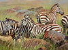 Zebras, Maasai Mara III