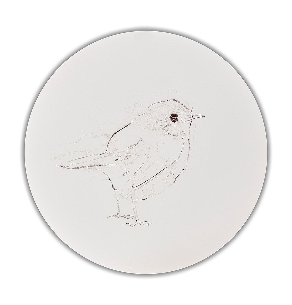 Robin Sketch VI