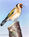 Goldfinch V