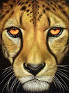 Cheetah II