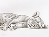 Lion Cub Resting