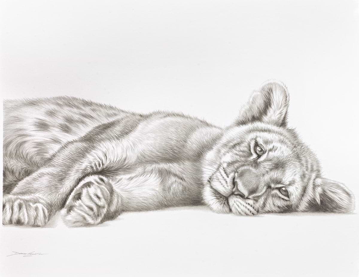 Lion Cub Resting