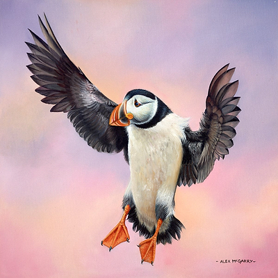 Puffin In Flight