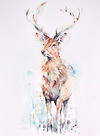 A Windsor Red Stag