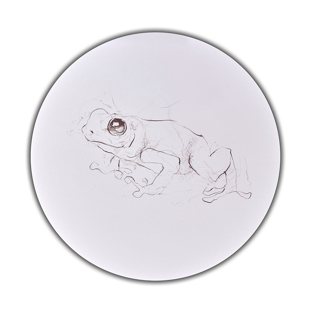 Tree Frog Study I