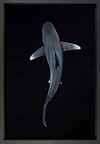 Depth (Framed)