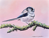 Long Tailed Tit