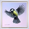 Great Tit Bird (Framed)