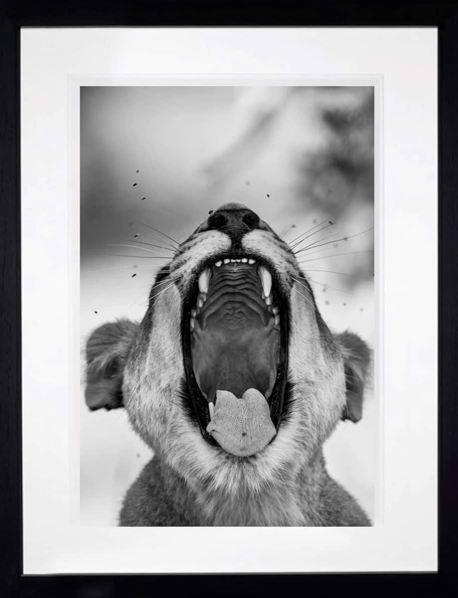 Harry Jenkins （ハリージェンキンス）ヨットレース　アート写真 Harry Skeggs - Buy Limited Edition Photography Prints – Clarendon