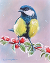 Male Great Tit