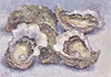 Oysters IV
