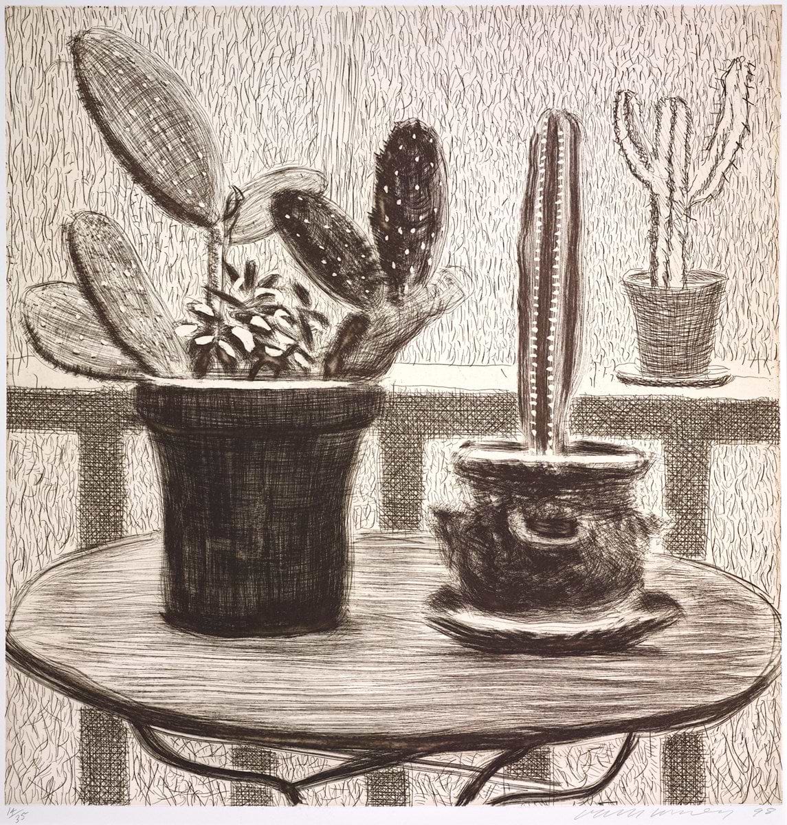 Cacti On Terrace