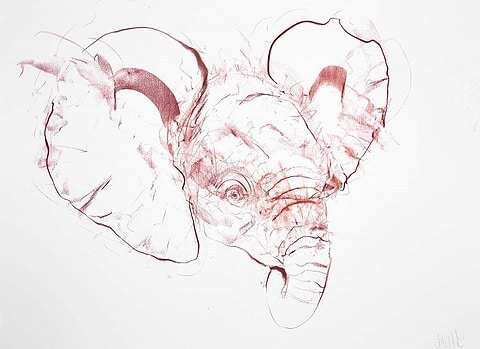 Young Elephant Sketch I