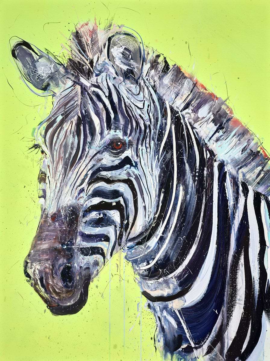 Grevy Zebra II