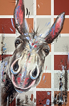 Nosey IV