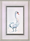 Male Mute Swan (Framed)
