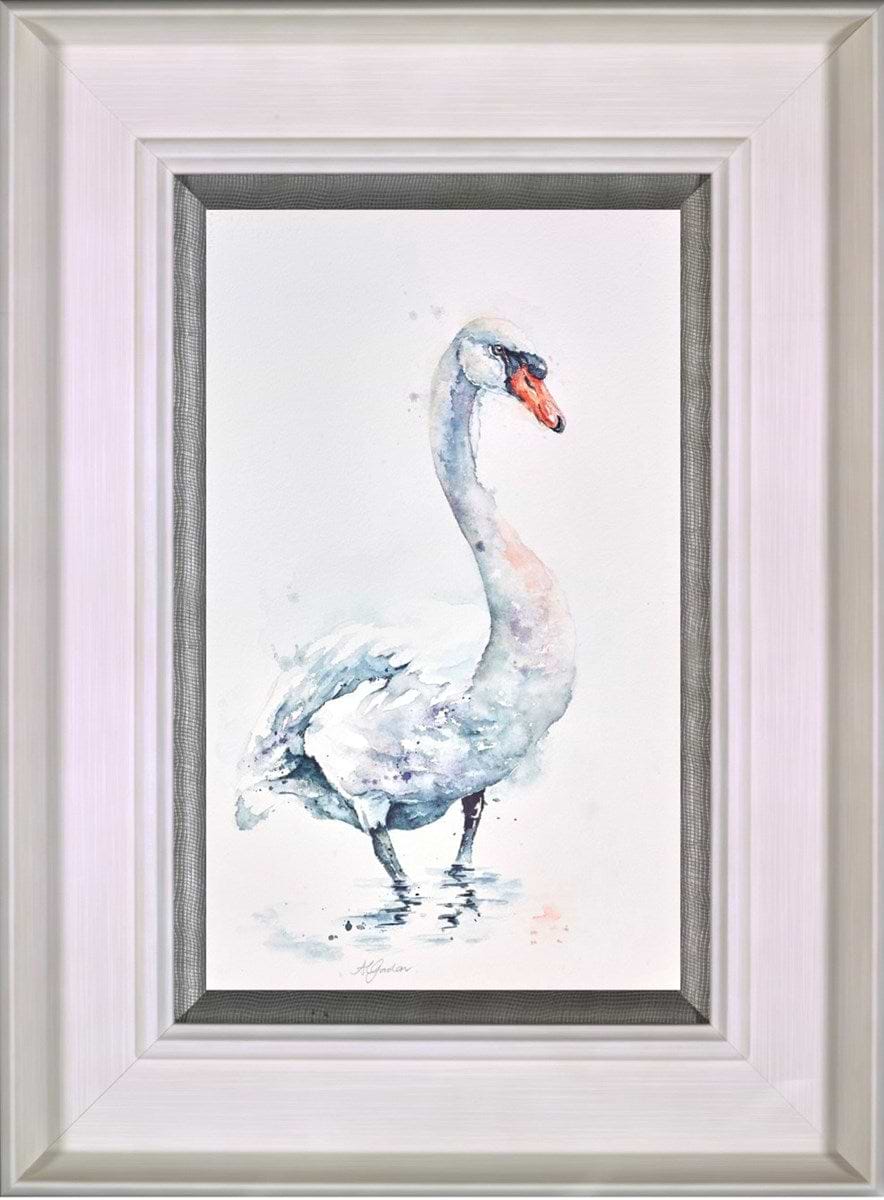 Male Mute Swan
