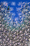 Wildflower Waltz II