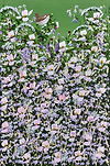 Petals Holding Flight III