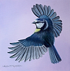 Blue Tit Bird