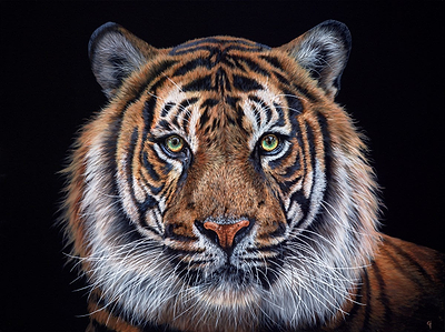Tiger Eyes II