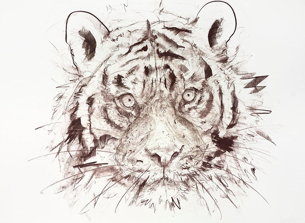 Tiger Study IV