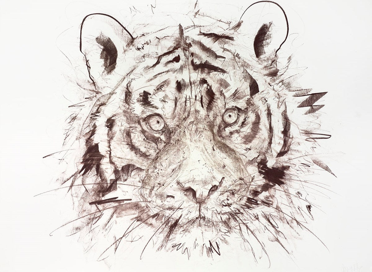 Tiger Study IV