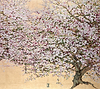 Cherry Blossom Avenue