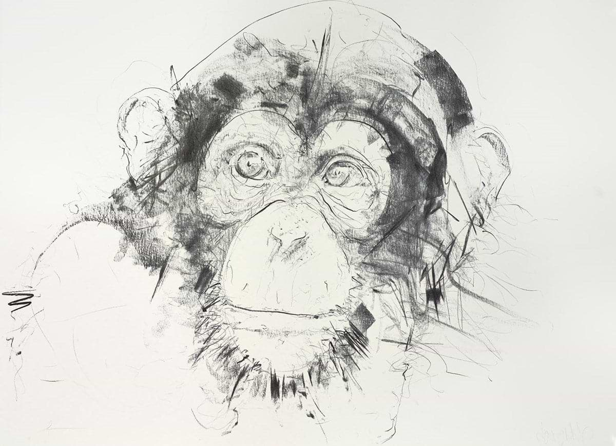 Original chimpanzee wildlife on sale charcoal drawing