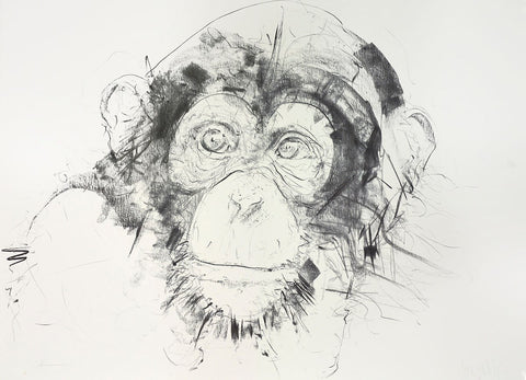 Chimp Study V