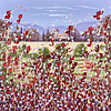 Poppies Near to Home IV