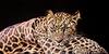 Relaxing Leopard
