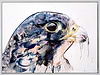 Peregrine Falcon (Framed)