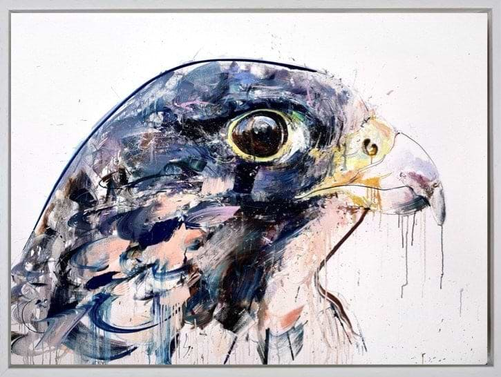 Peregrine Falcon