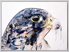 Peregrine Falcon (Framed)