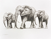 Walking Elephants