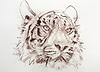 Tiger VII (Study)