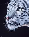 Snow Leopard V