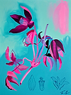 Clematis Alpina