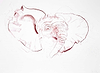 Young Elephant Sketch II