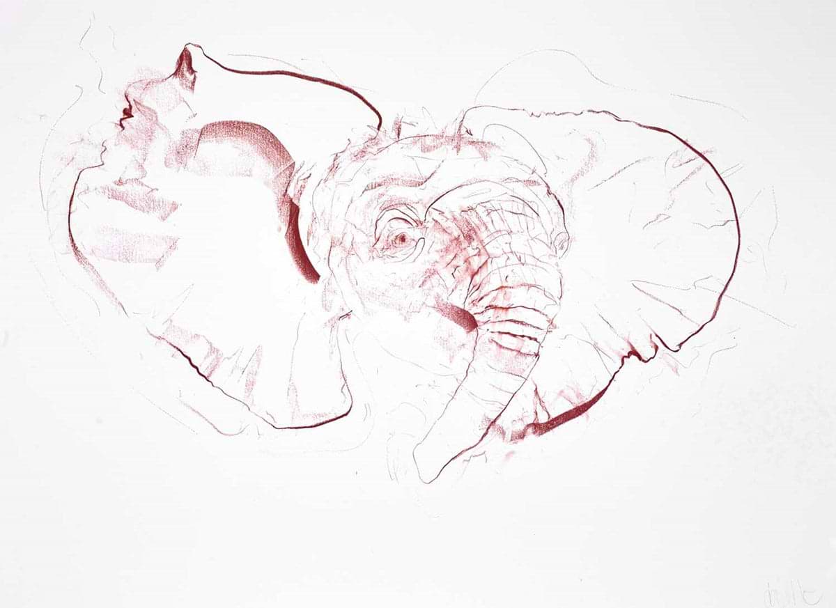 Young Elephant Sketch II