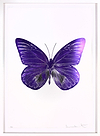 The Souls I (Imperial Purple/Silver Gloss)