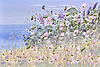 Floral Fantasy