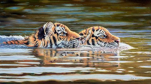Tiger Cubs Swimming